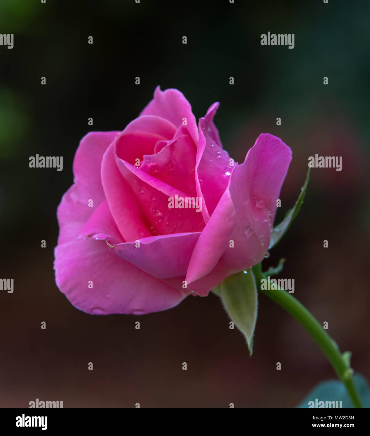 Perth garden roses hires stock photography and images Alamy