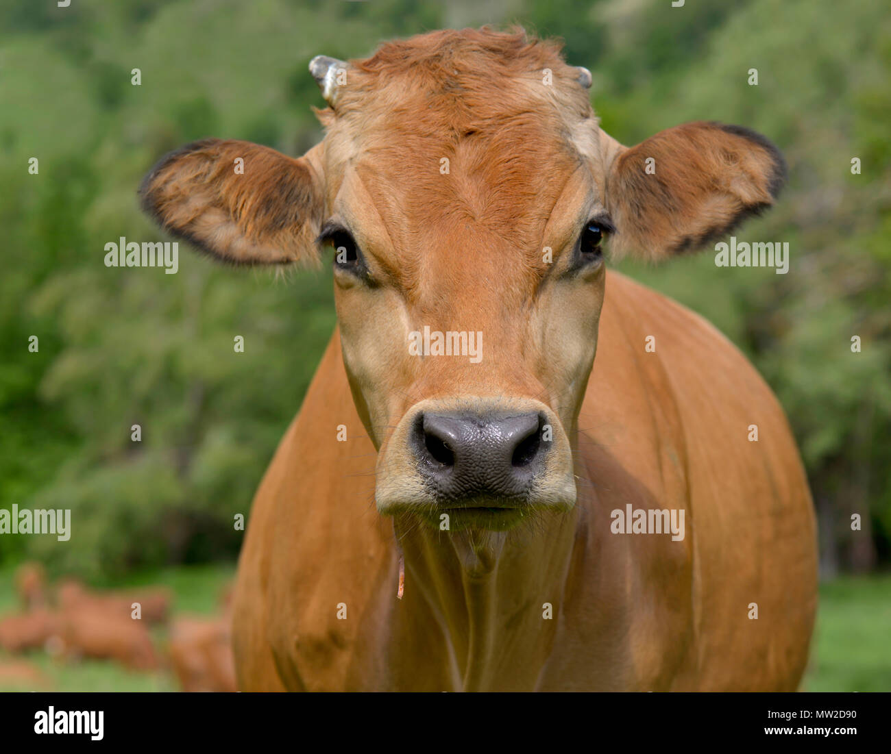 Cow portrait dairy pretty hi-res stock photography and images - Alamy