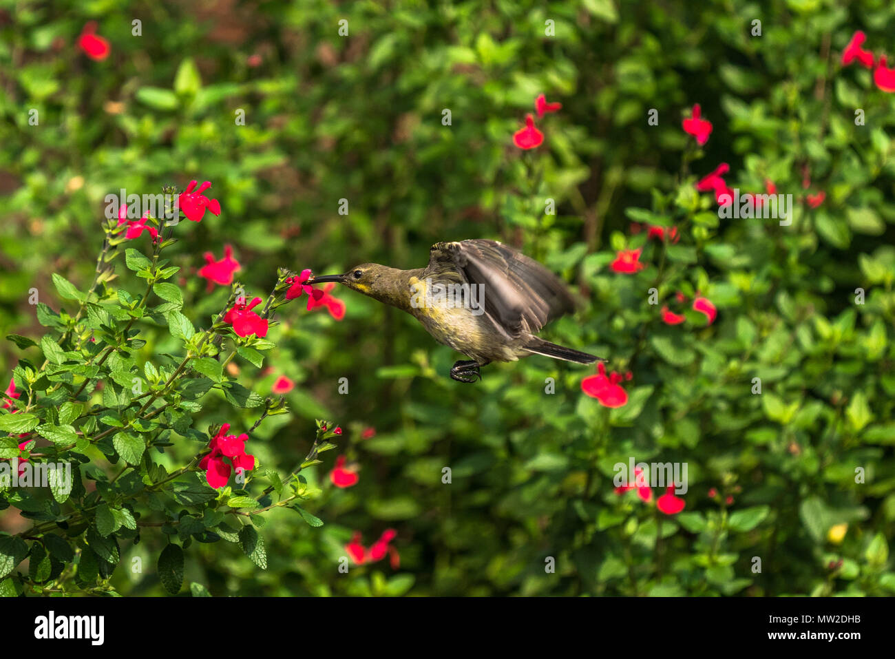 Sunbird in flight as it feeds on nectar from a red flower. Stock Photo