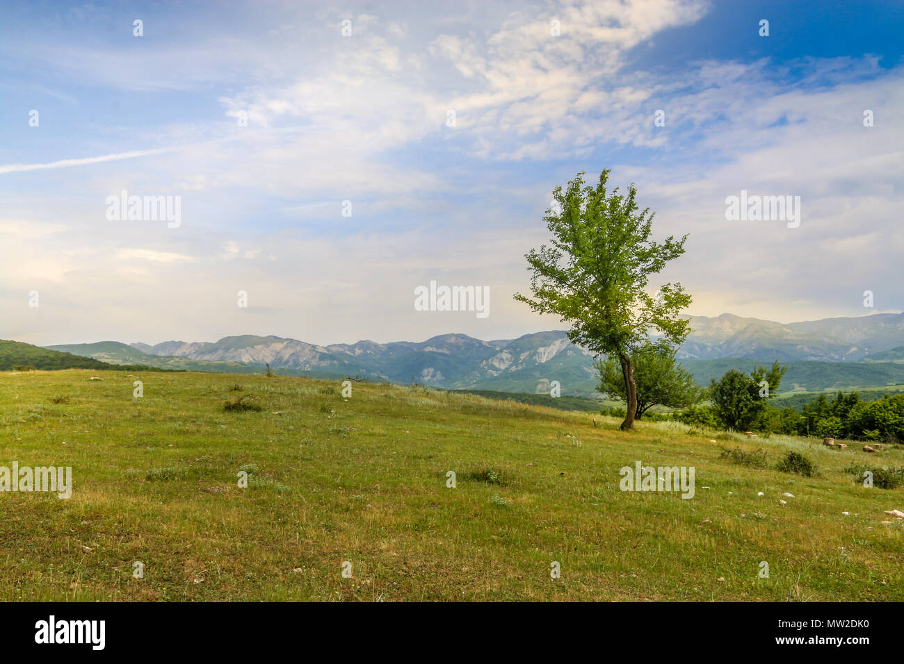 Beautiful landscape with lone tree stands on a green field or hill ...