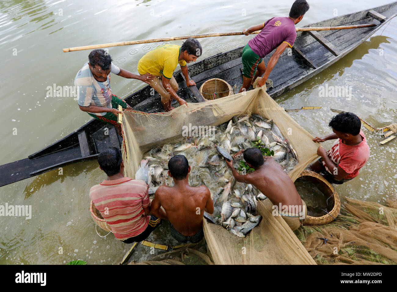 Fishermen catches of their cultivated fish at Gowainghat in Sylhet. Bangladesh. Stock Photo