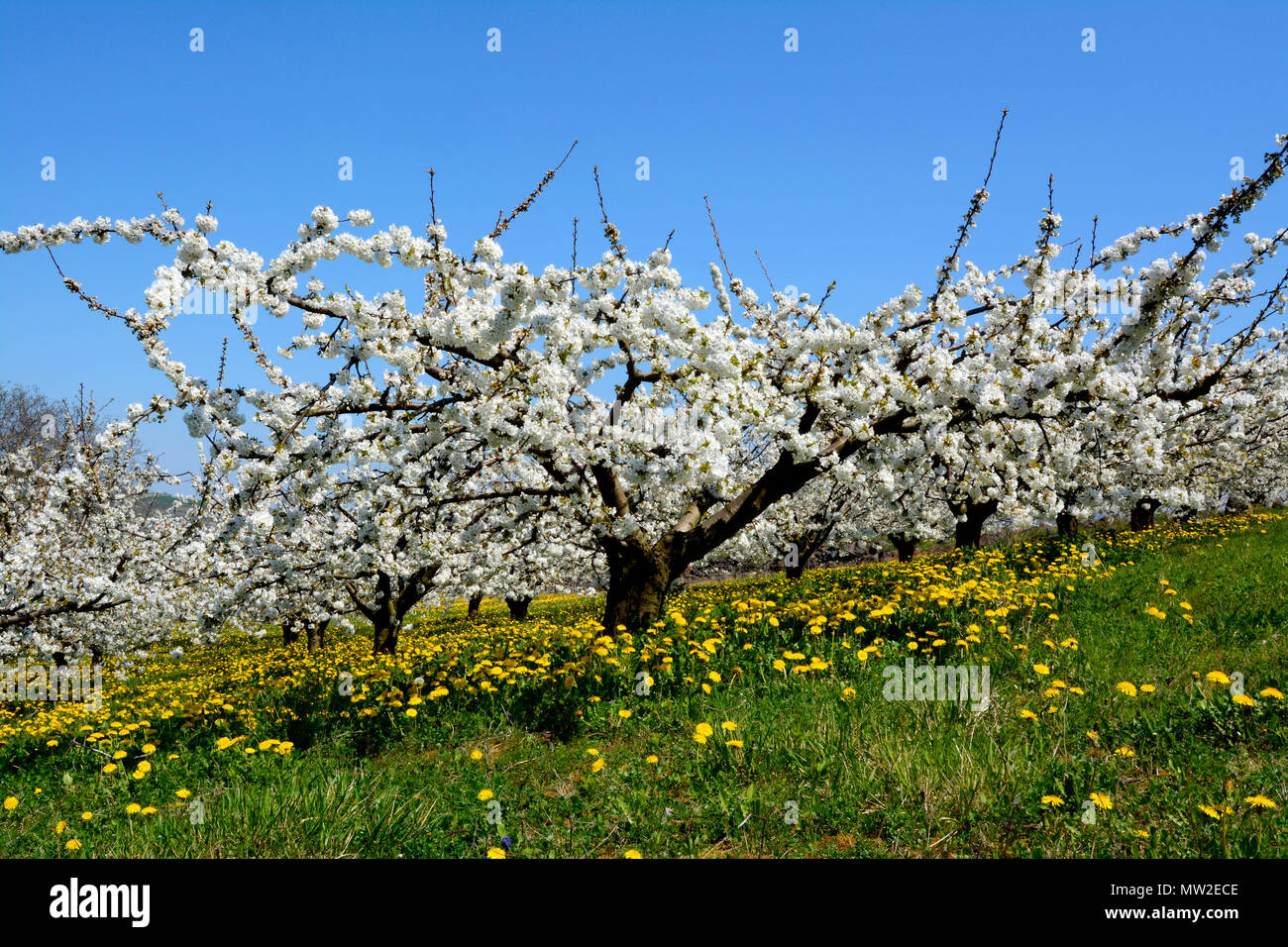 Orchard. Puy de Dome. Auvergne. France Stock Photo