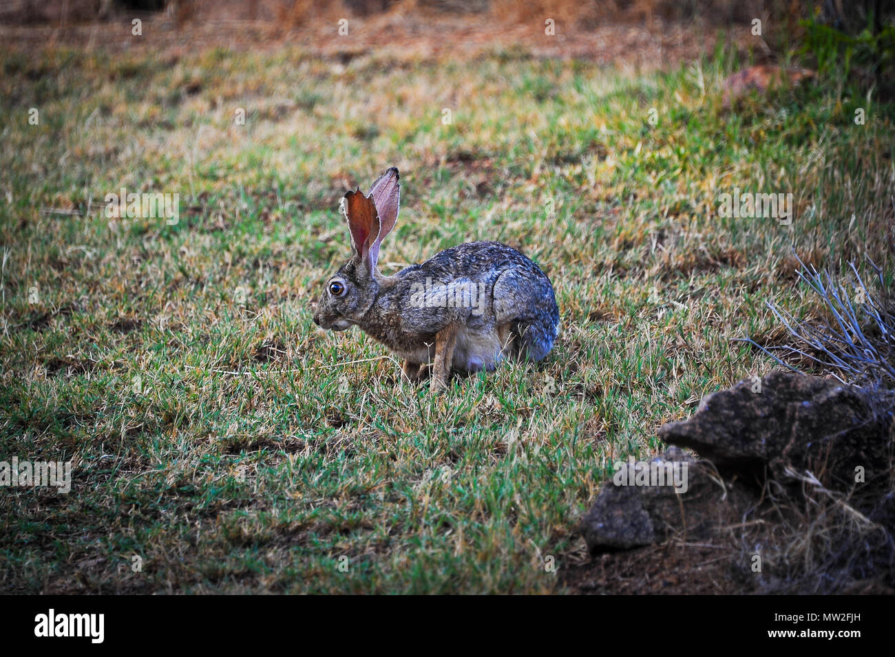 Portrait of a Cape Hare (Lepus capensis) in grassland at dusk, Stock Photo