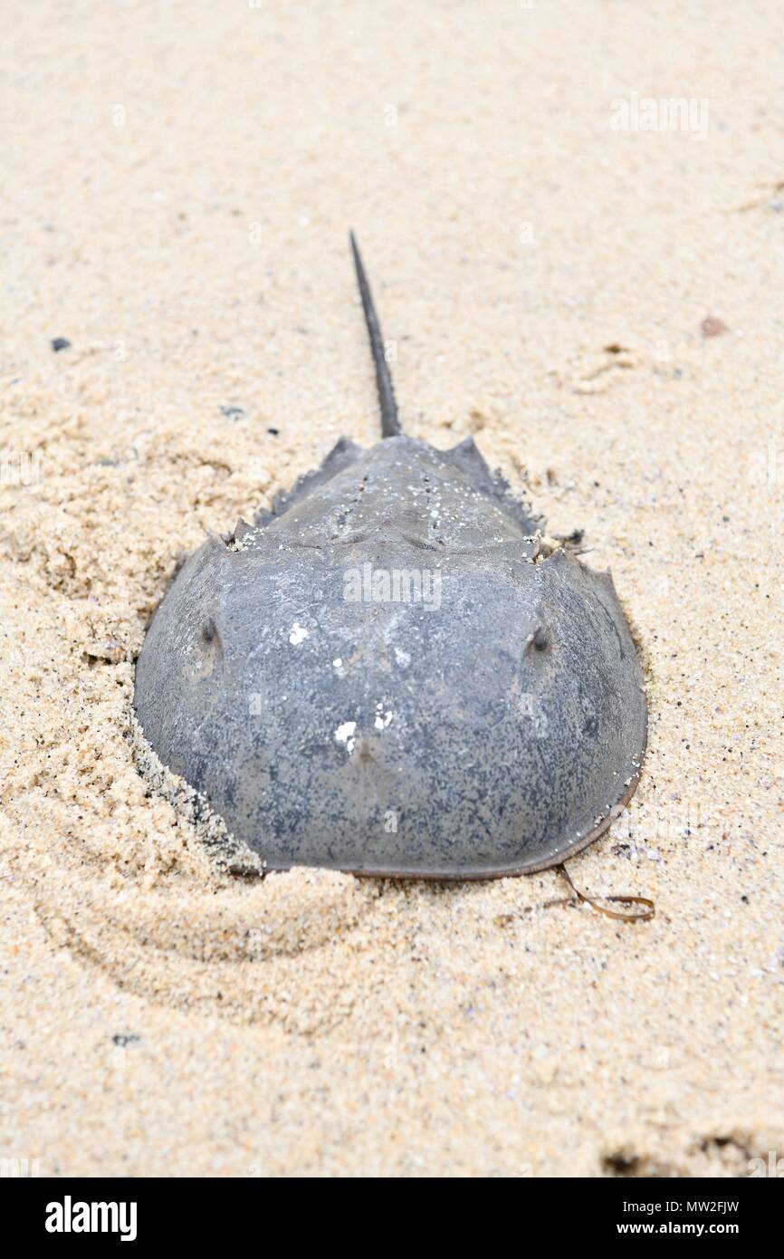A horseshoe crab (Limulidae) washed up on the beach at the Cape Cod
