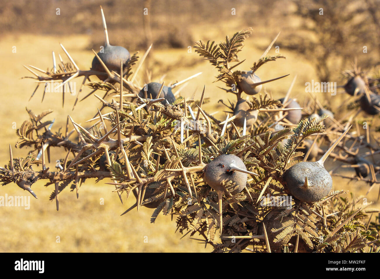 Close up of a Whistling Thorn Acacia which lives in a symbiotic relationship with ants. Detail of branch, nodes and thorns with blurred background Stock Photo