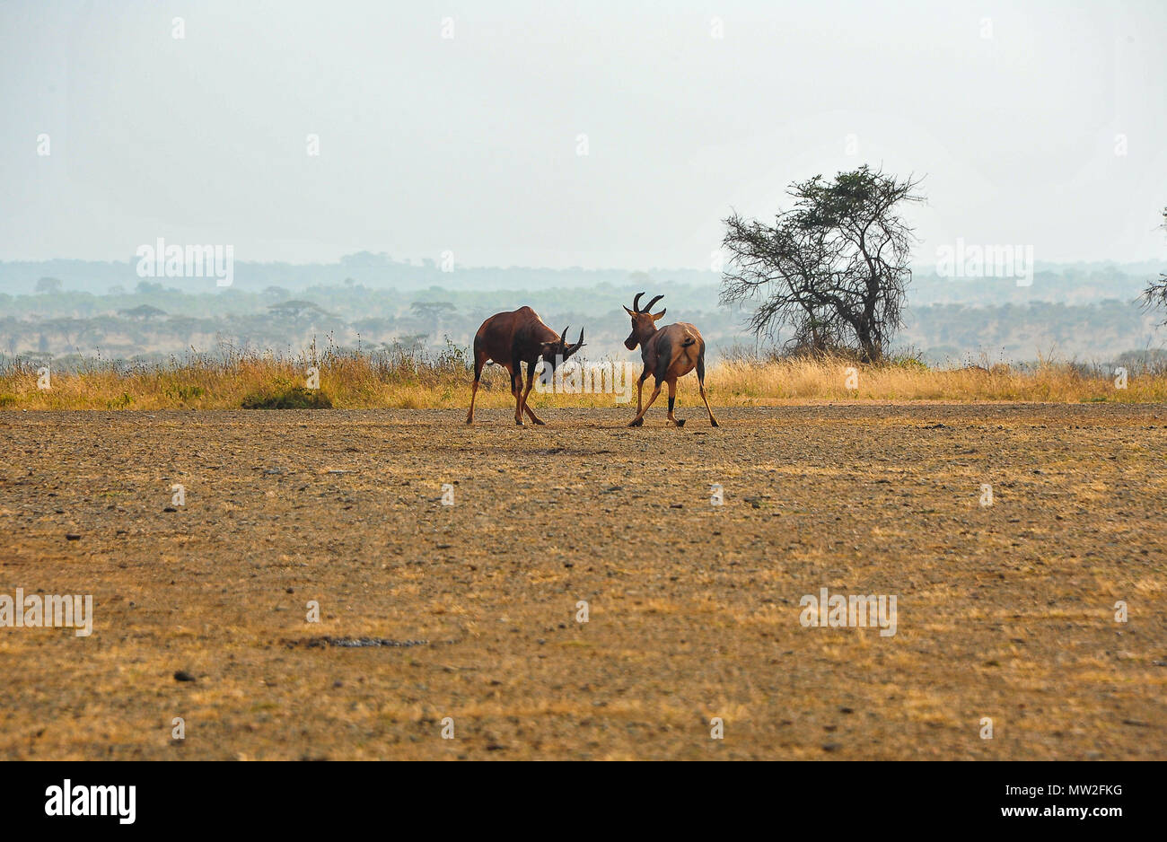 Topi Antelopes (Damaliscus lunatus jimela) fight for territory in an African landscape. Two young males lock horns on dry grassland Stock Photo