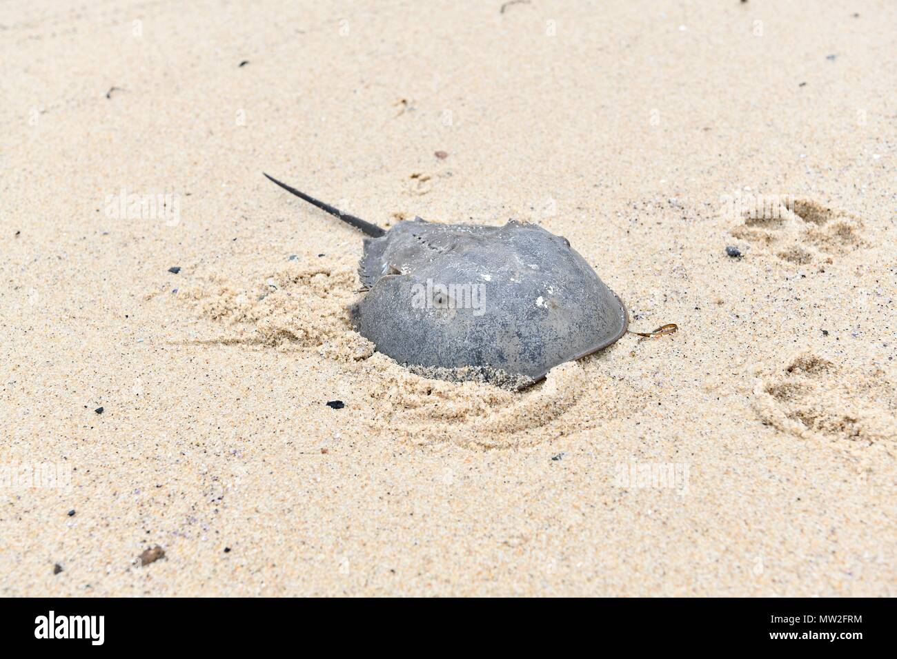 A horseshoe crab (Limulidae) washed up on the beach at the Cape Cod