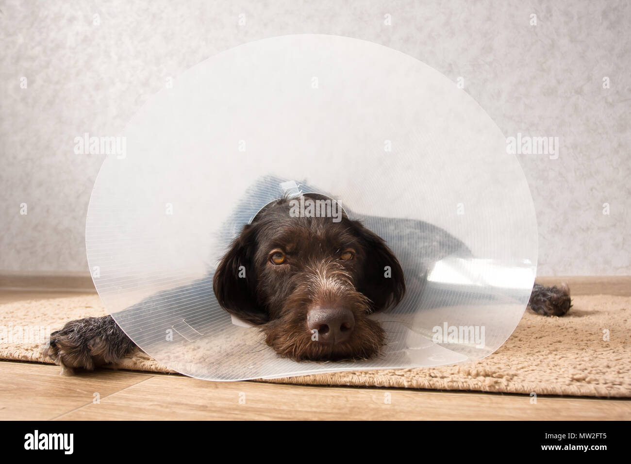 dog wearing plastic protective elizabethan (buster) collar Stock Photo