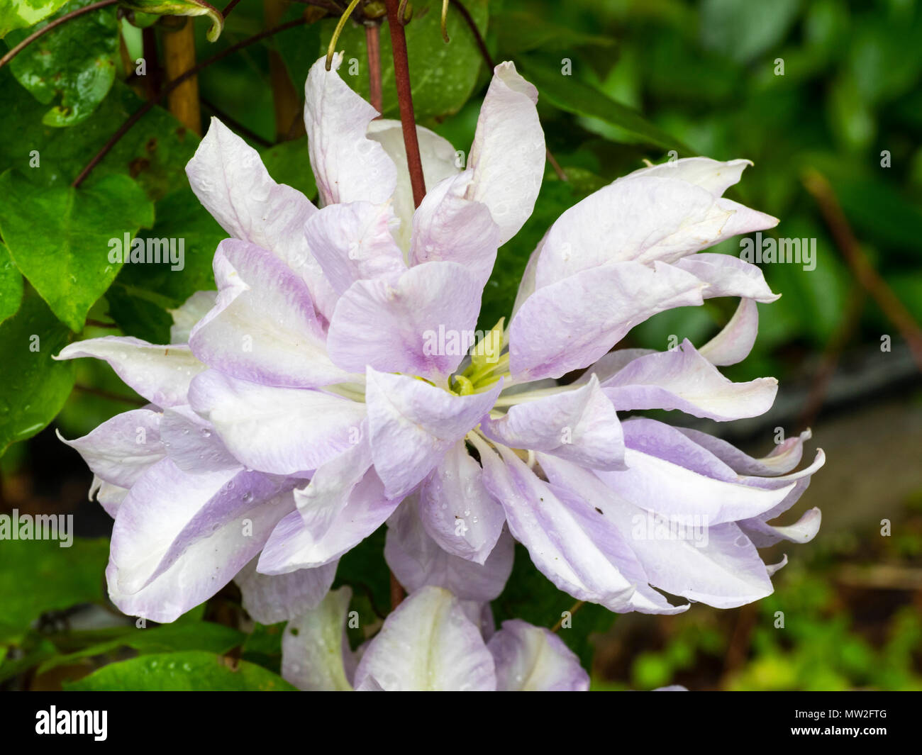Early summer flowers of the hardy deciduous climber Clematis 'Denny's Double' Stock Photo