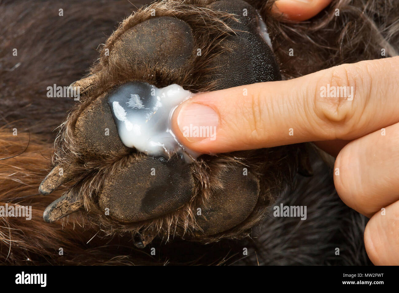 hand smearing ointment to the paw of dog, closeup Stock Photo
