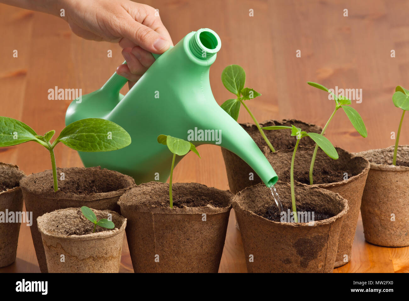 hand watering seedlings of cucumber watering can Stock Photo Alamy