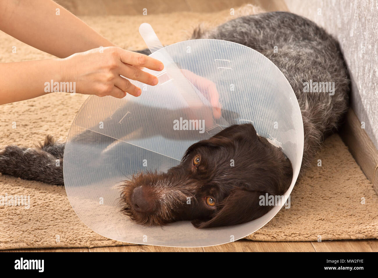 hands of owner putting on the dog plastic elizabethan (buster) collar