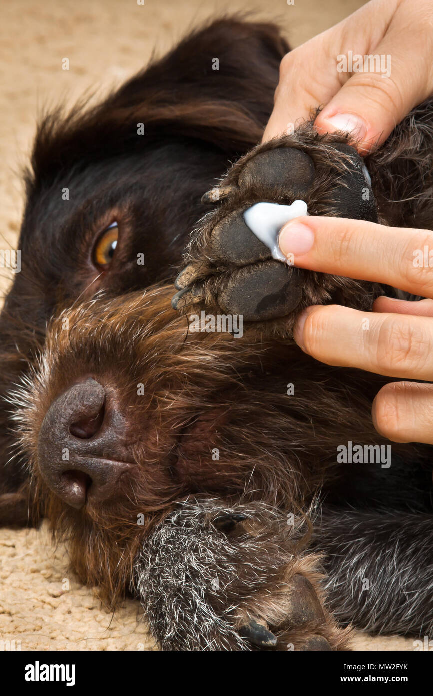 Dog paw face hires stock photography and images Alamy