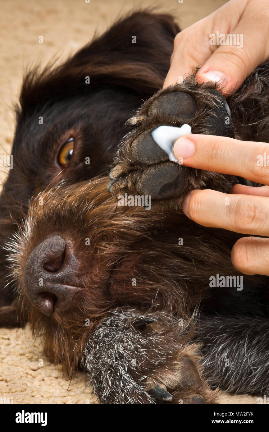 hands of owner smearing cream to the paw of dog, closeup Stock Photo