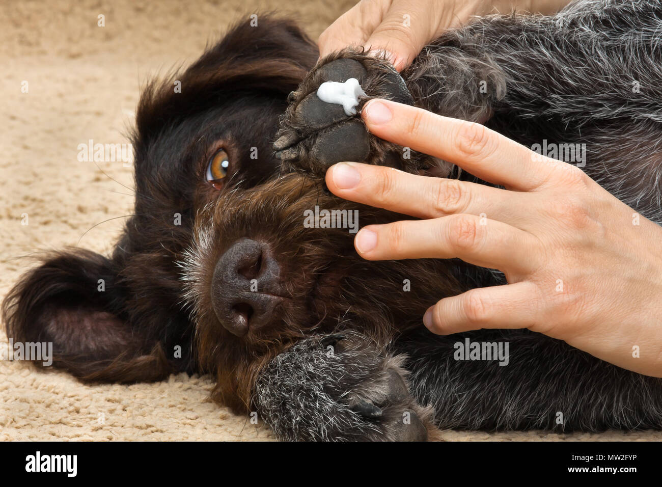 hands of owner smearing ointment to the paw of dog, closeup Stock Photo