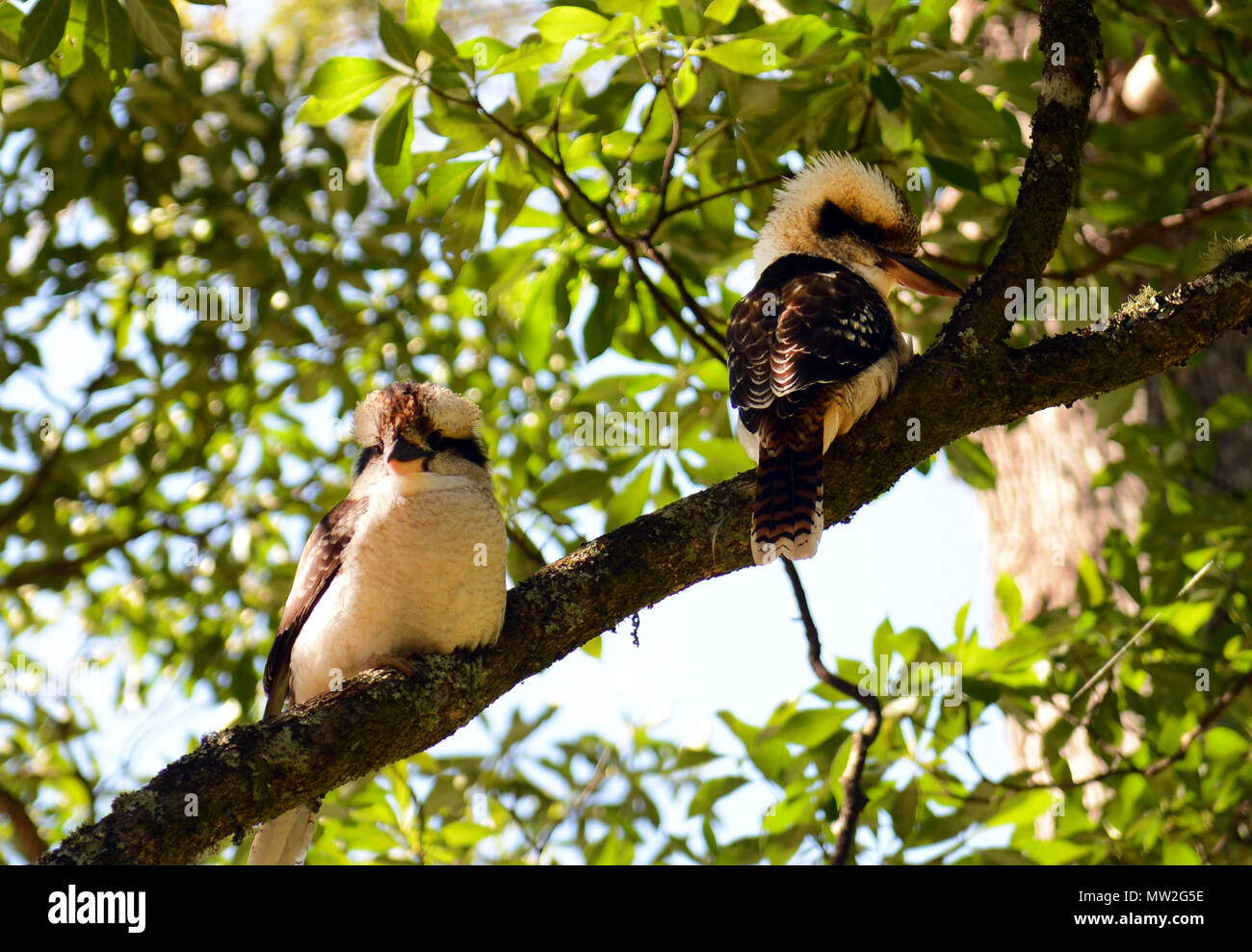 laughing kookaburra kingfishers resting on a tree at Tamborine national park in Queensland, Australia. Stock Photo