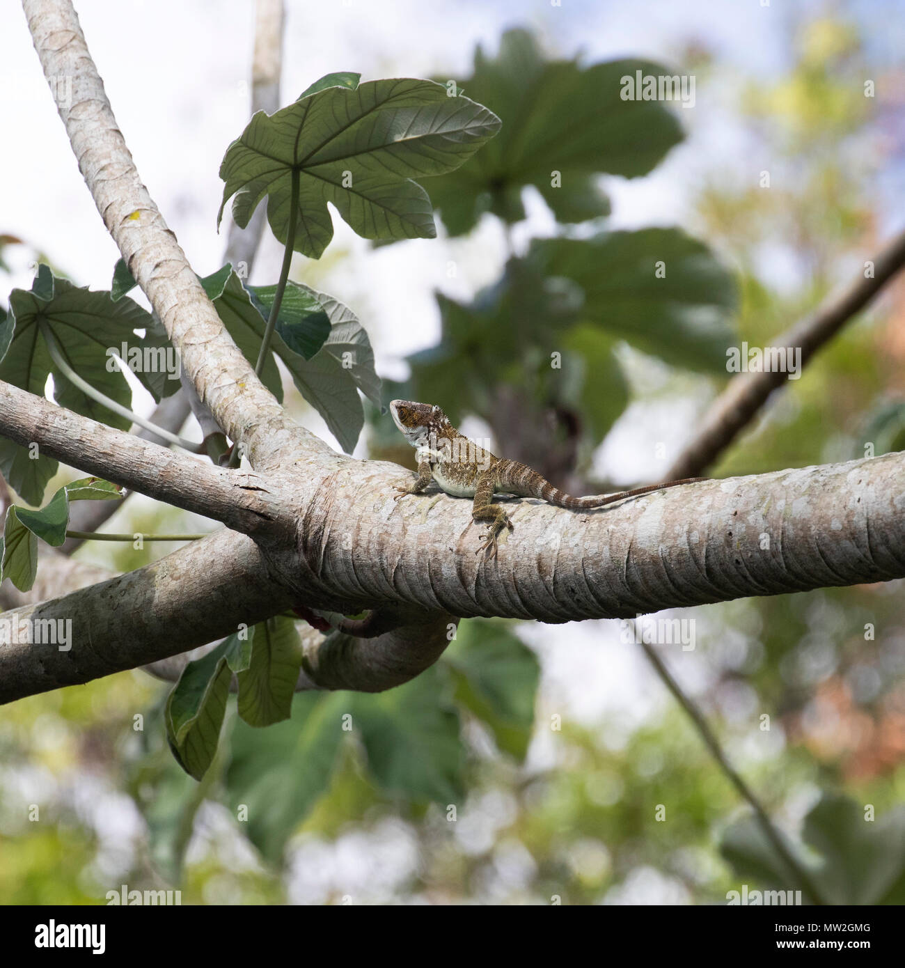 Cuban false chameleon resting on a branch Stock Photo