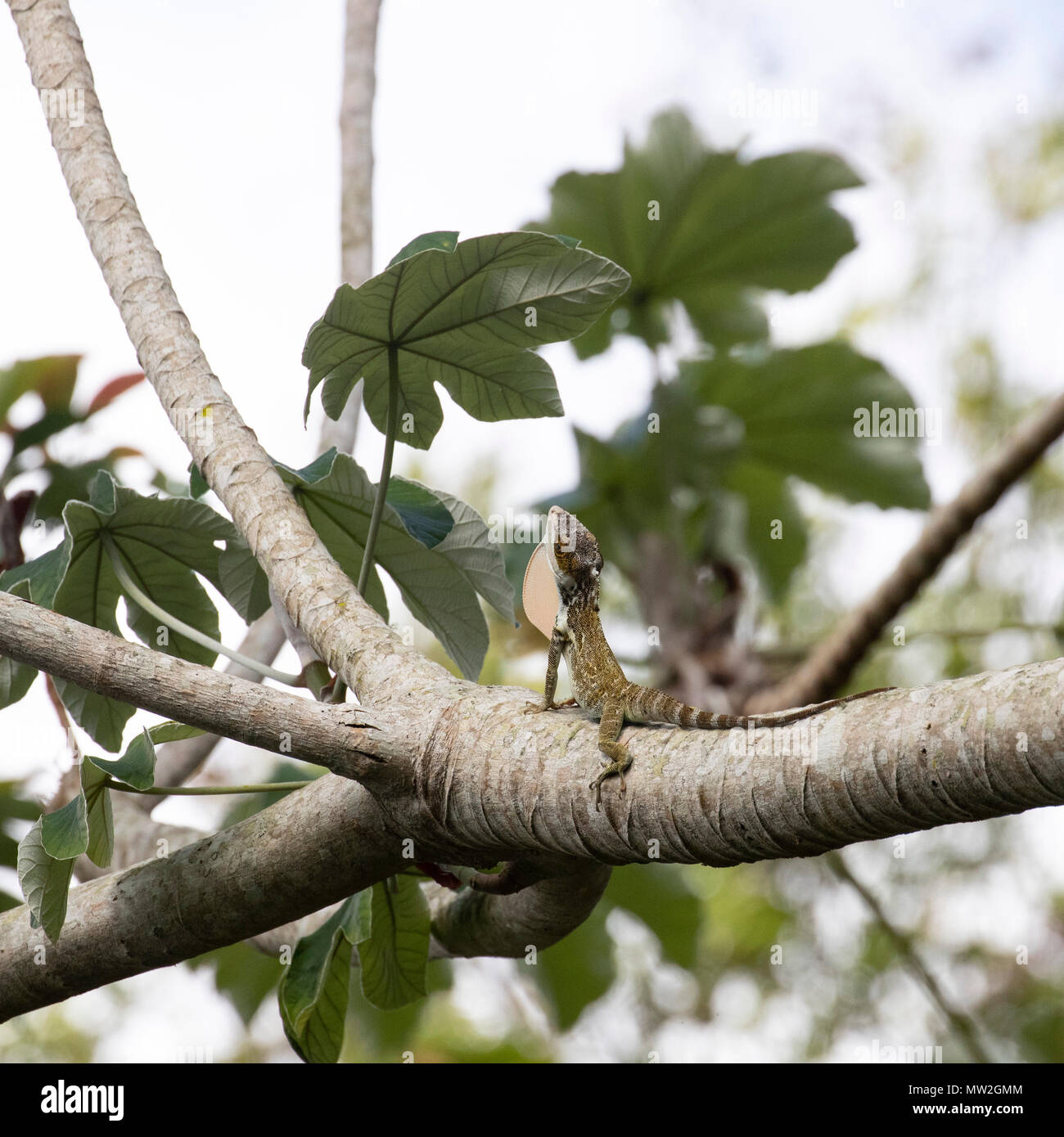 Cuban false chameleon extending its neck pouch Stock Photo