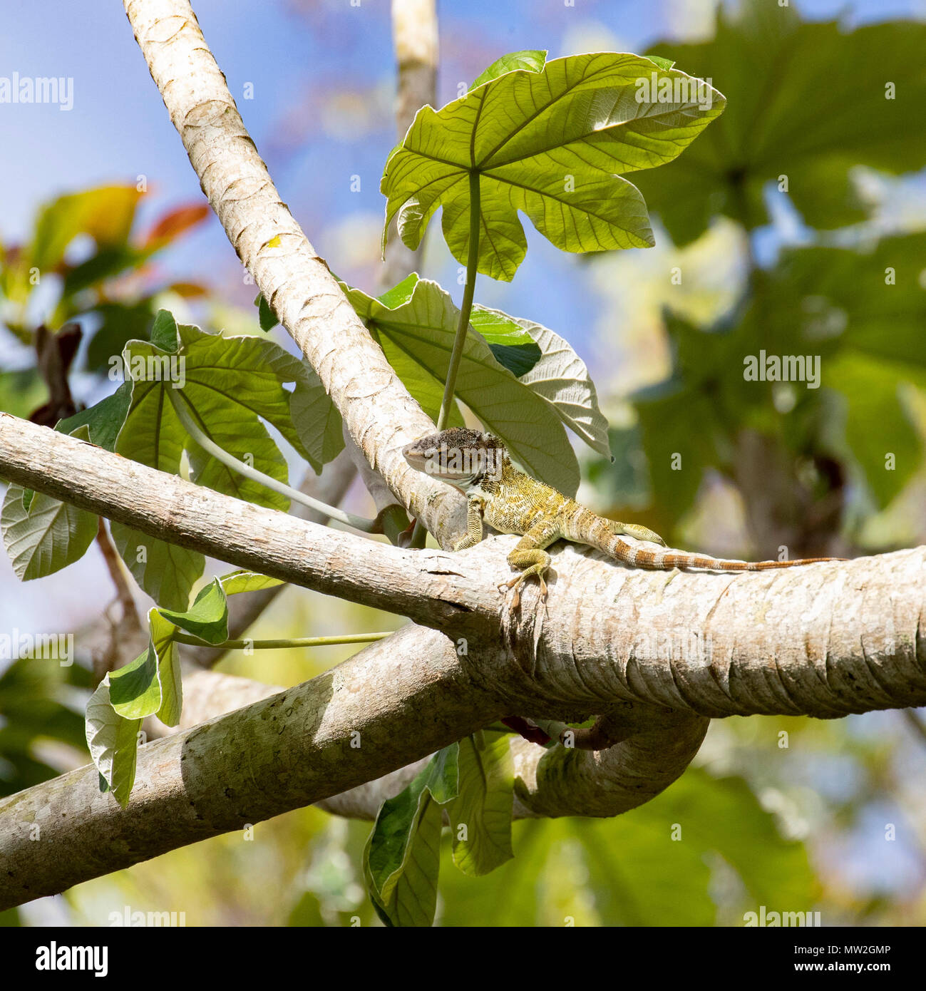 Cuban false chameleon resting on a branch Stock Photo