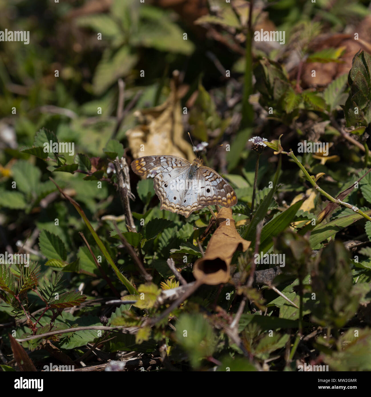 White peacock butterfly resting in Cuba Stock Photo - Alamy