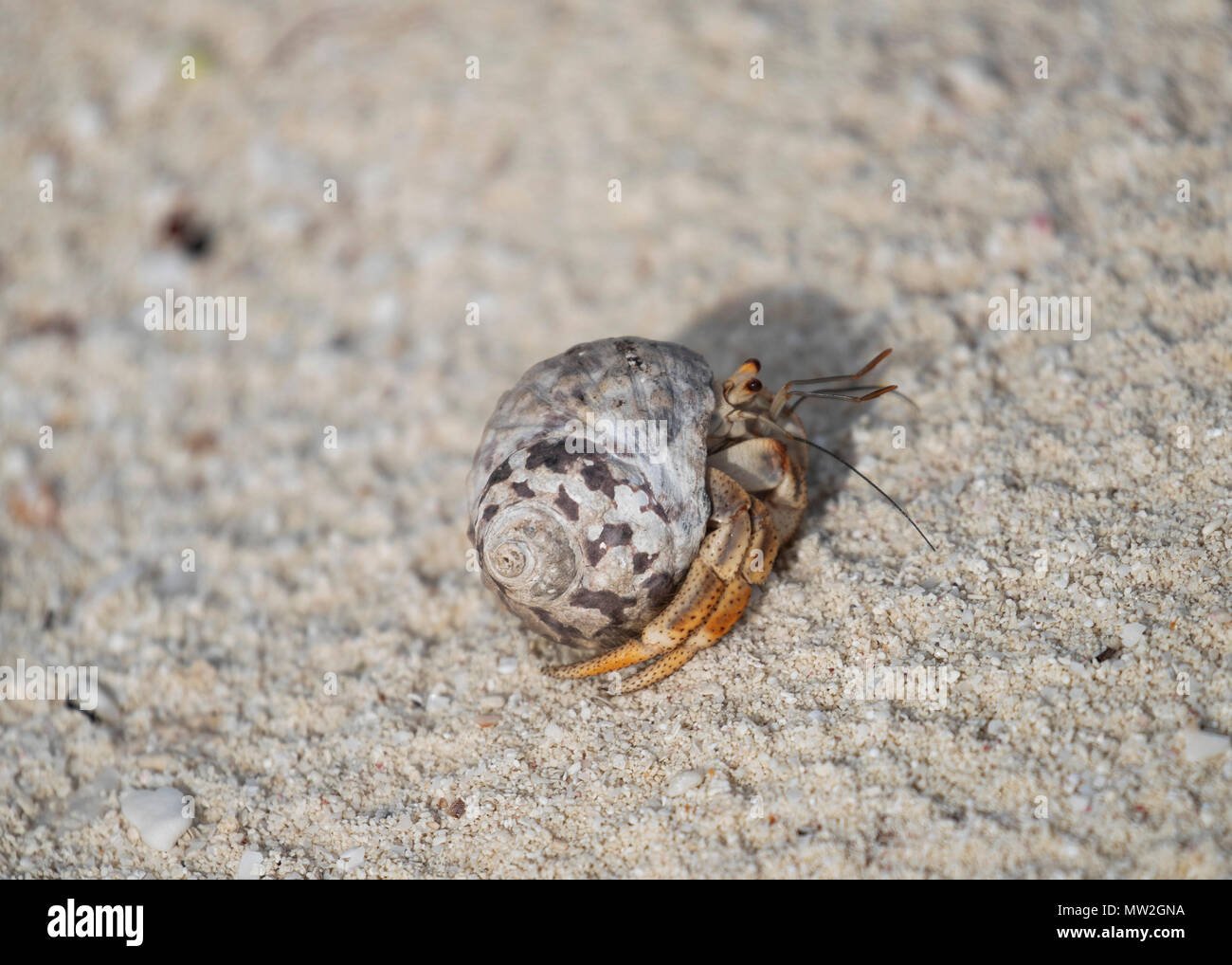 Caribbean hermit crab on the beach in Cuba Stock Photo