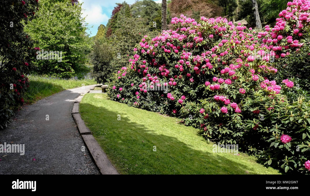 Cornwall Rhododendron Great rhododendron hi-res stock photography and images - Alamy