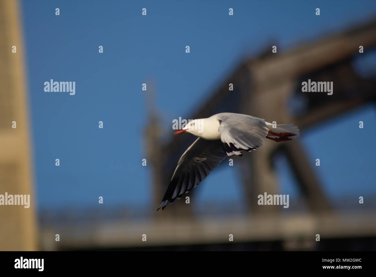 A Silver Gull in full flight at Sydney Harbour Stock Photo