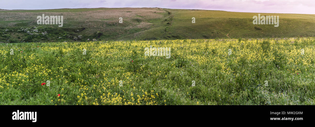 A panoramic view of Rapeseed Brassica napus growing wild on West Pentire in Newquay in Cornwall. Stock Photo