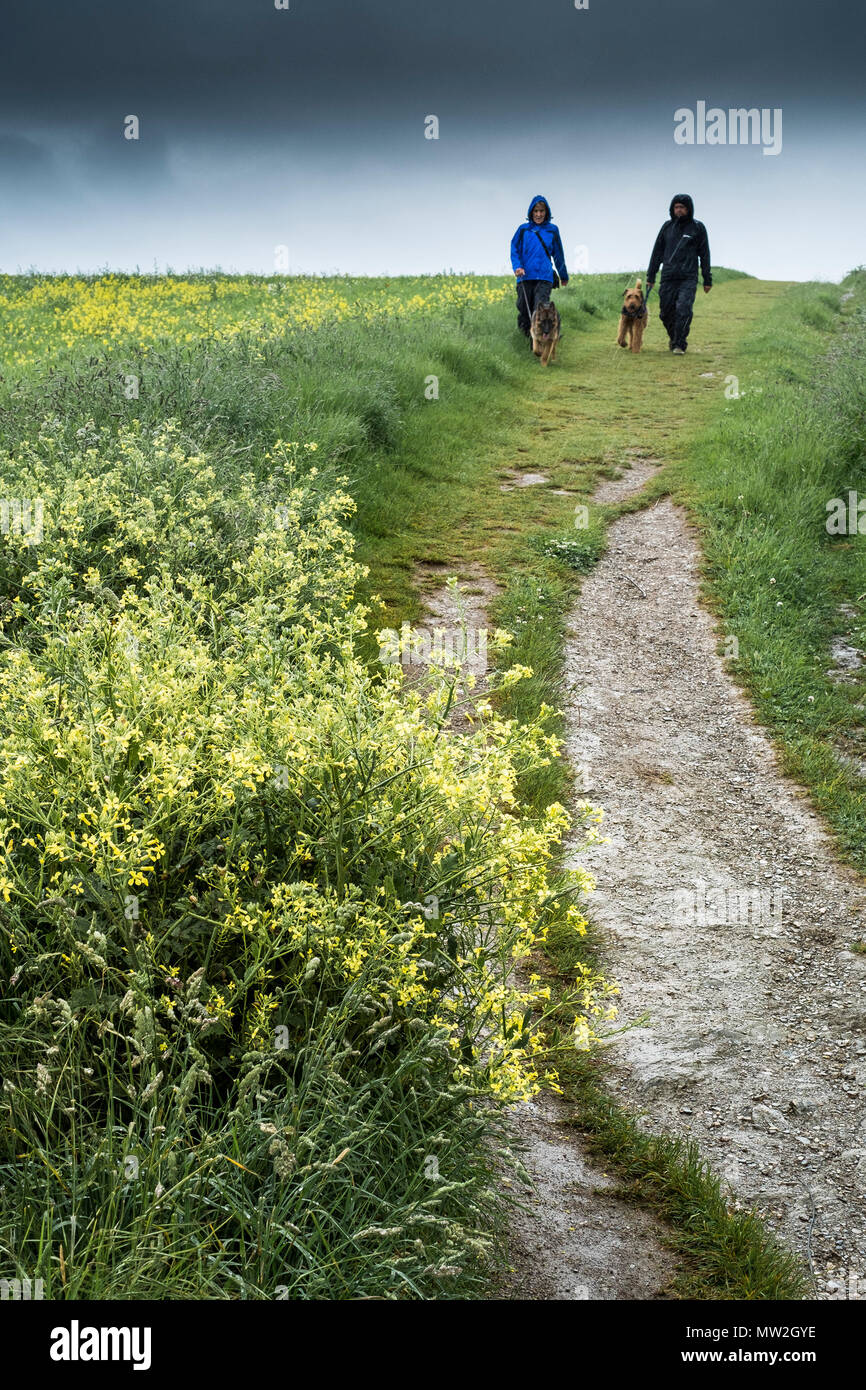 Dog walkers on a footpath in a field of rapeseed Brassica napus. Stock Photo