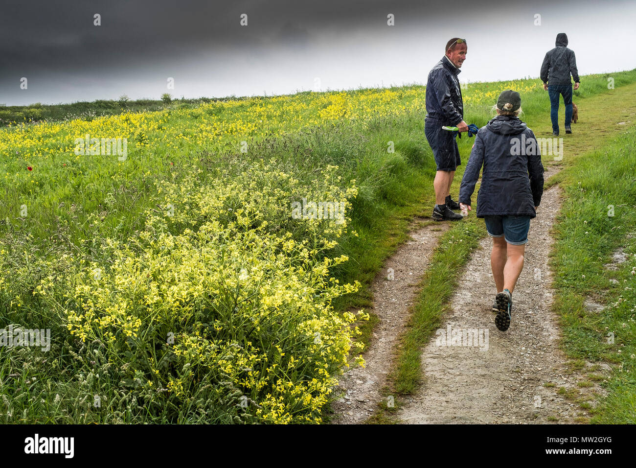 People walking along a footpath in a field of rapeseed Brassica napus and arable field wildflowers. Stock Photo