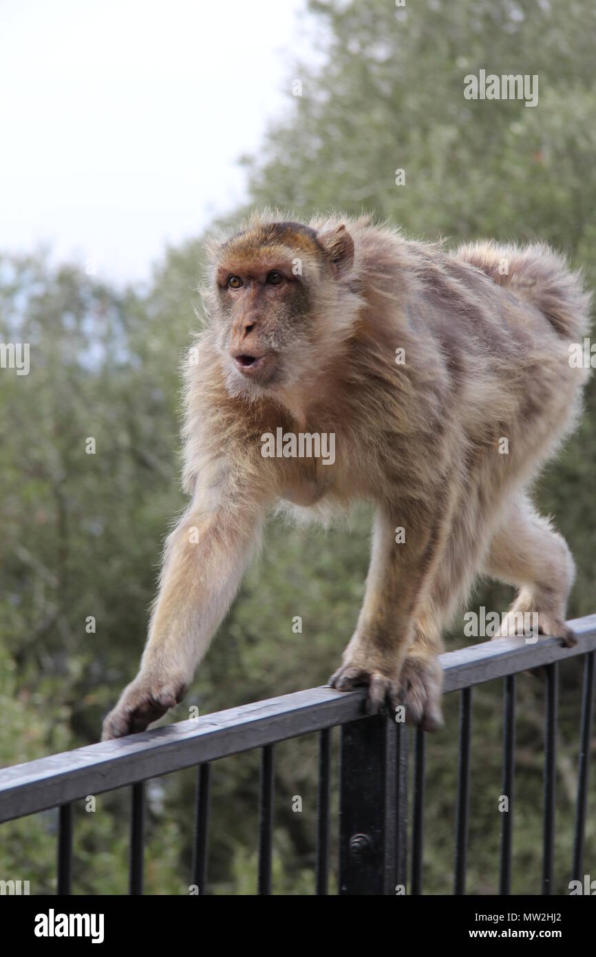 Closeup of monkey on balustrade Stock Photo
