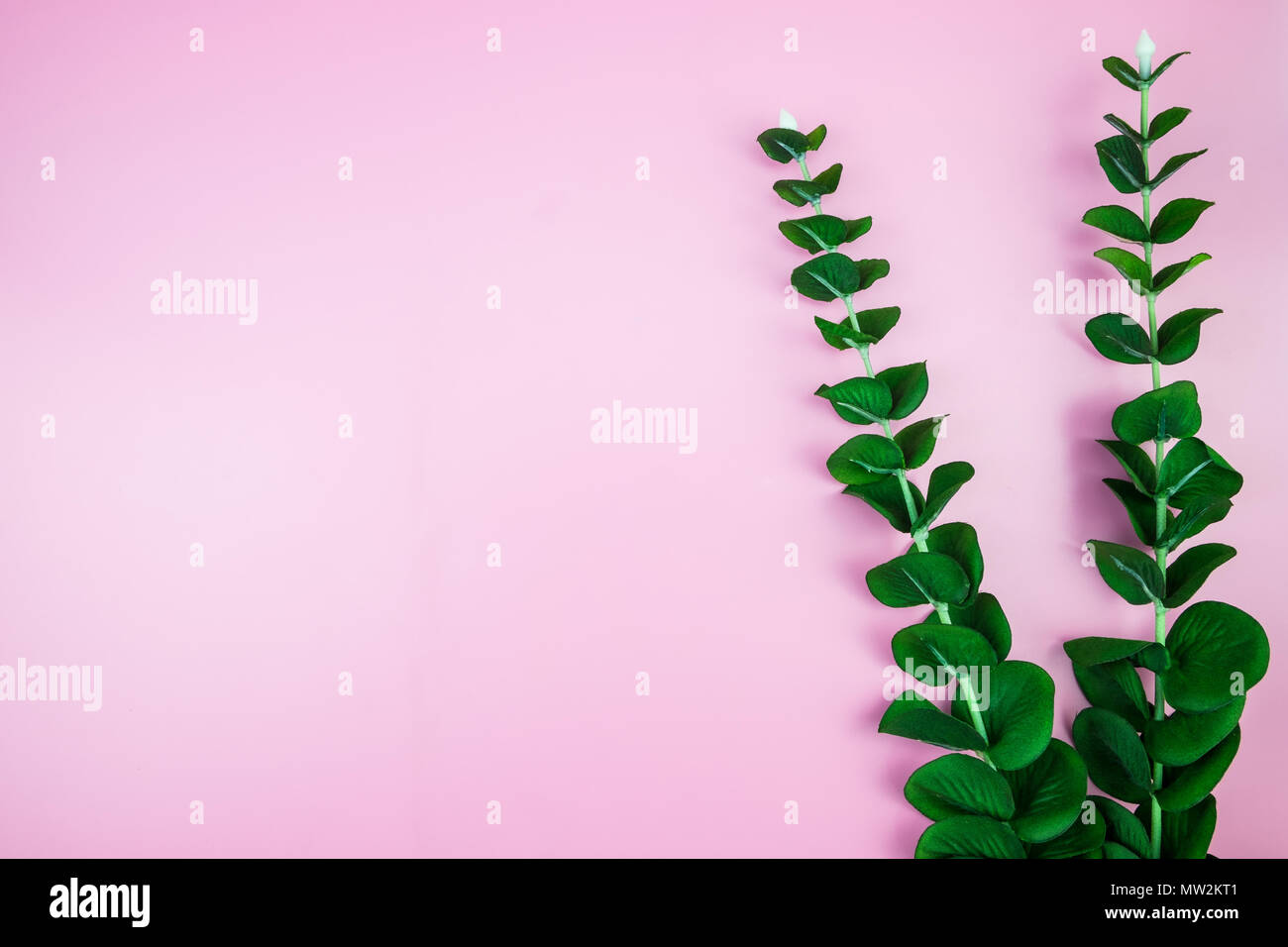 Tropical Jungle branches leaves Monstera on pink pastel color ...