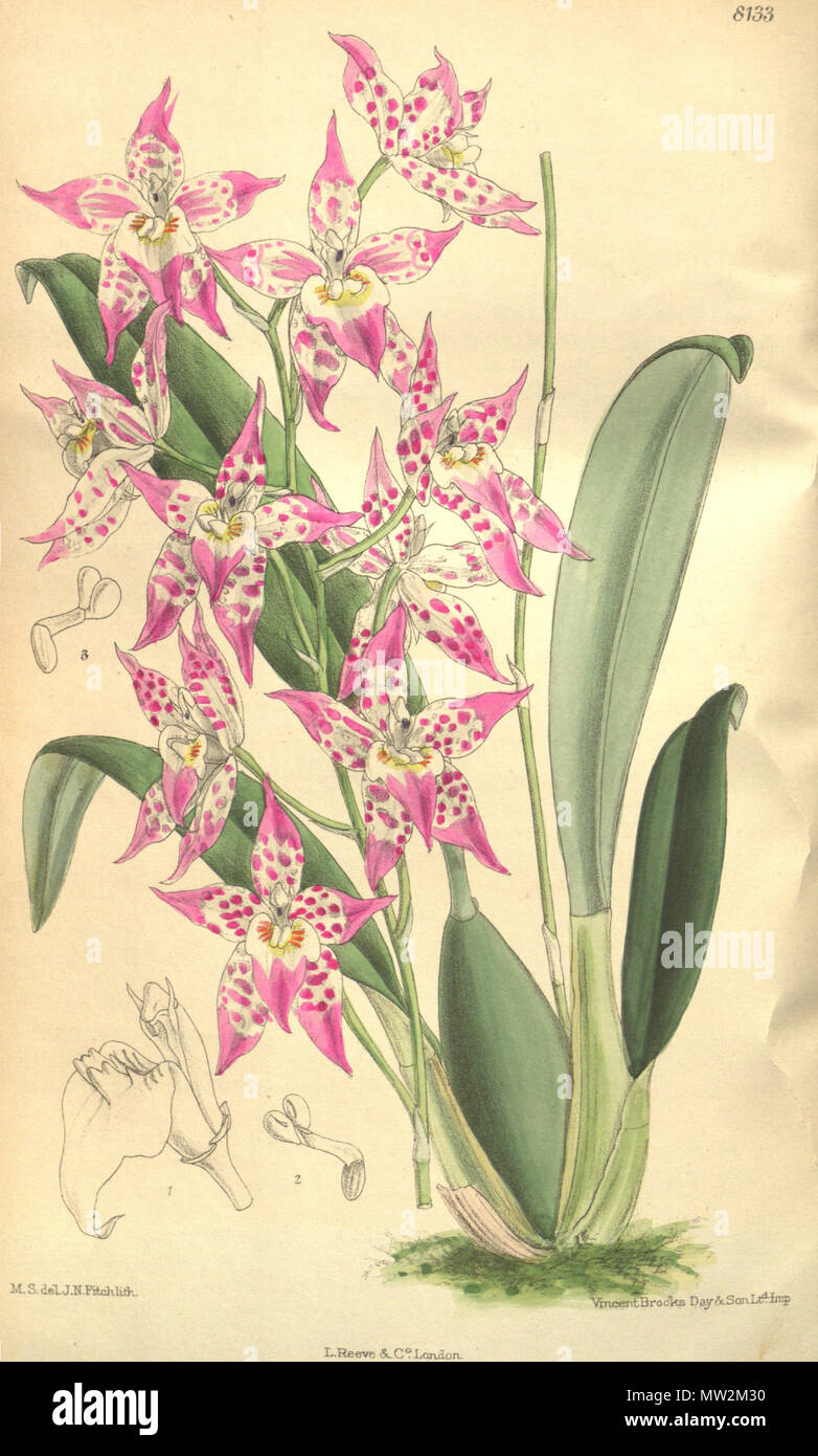 664 × Odontioda heatonensis (Odontoglossum cirrhosum × Cochlioda sanguinea = Odontoglossum sanguineum) - Curtis' 133 (Ser. 4 no. 3) pl. 8133 (1907) Stock Photo