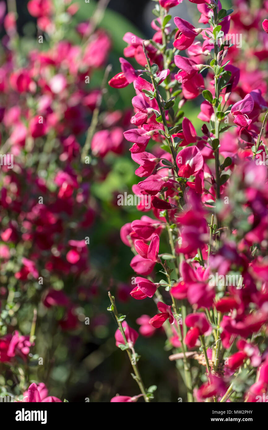 'Boskoop Ruby' Broom cytisus, Hollänsk ginst (Cytisus × boskoopii) Stock Photo