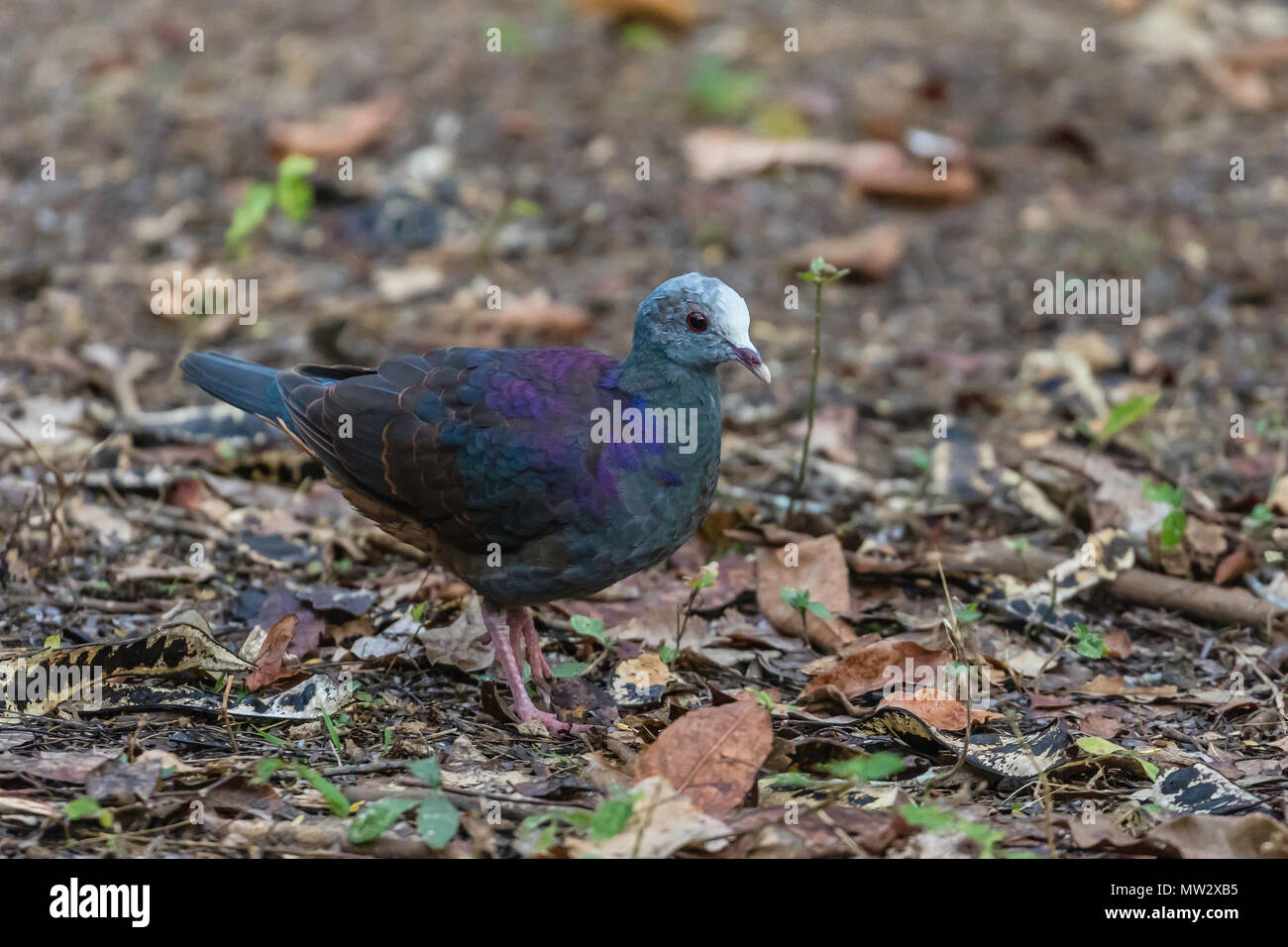 A wild adult gray-fronted quail-dove, Geotrygon caniceps, Zapata National Park, Cuba. Stock Photo