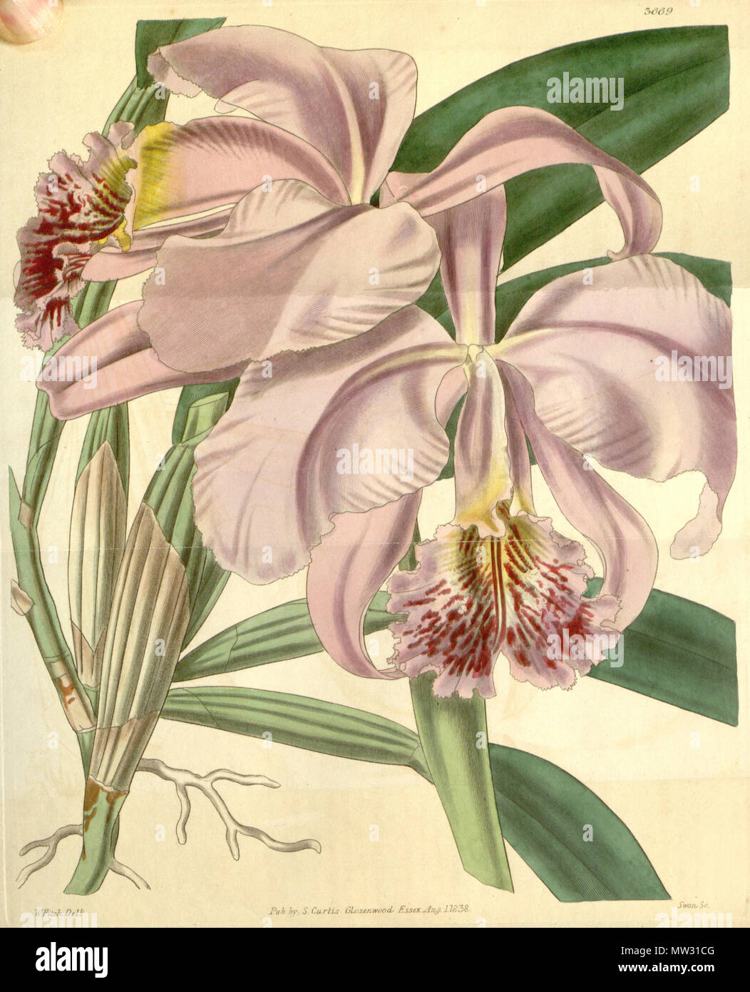 . Illustration of Cattleya mossiae . 1839. Walter Hood Fitch (1817-1892) del., Swan sc. 119 Cattleya mossiae - Curtis' 65 (N.S. 12) pl. 3669 (1839) Stock Photo