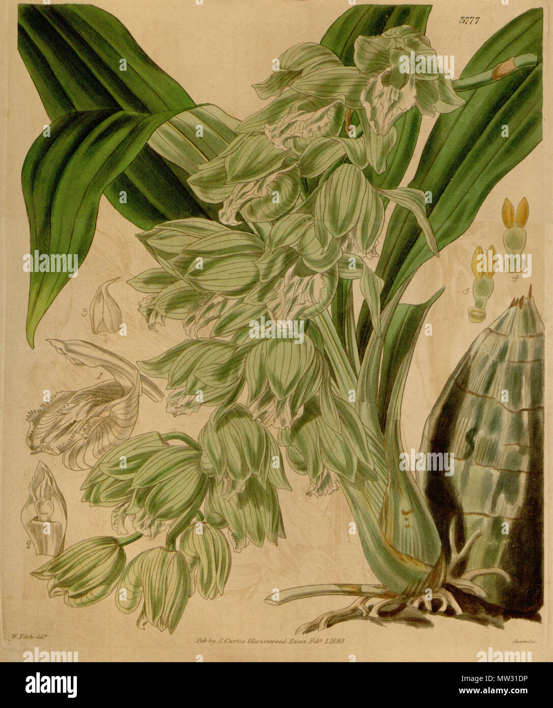 . Illustration of Clowesia russelliana (as syn. Catasetum russellianum) . 1840. Walter Hood Fitch (1817-1892) del., Swan sc. 134 Clowesia russelliana (as Catasetum russellianum) - Curtis' 66 (N.S. 13) pl. 3777 (1840) Stock Photo