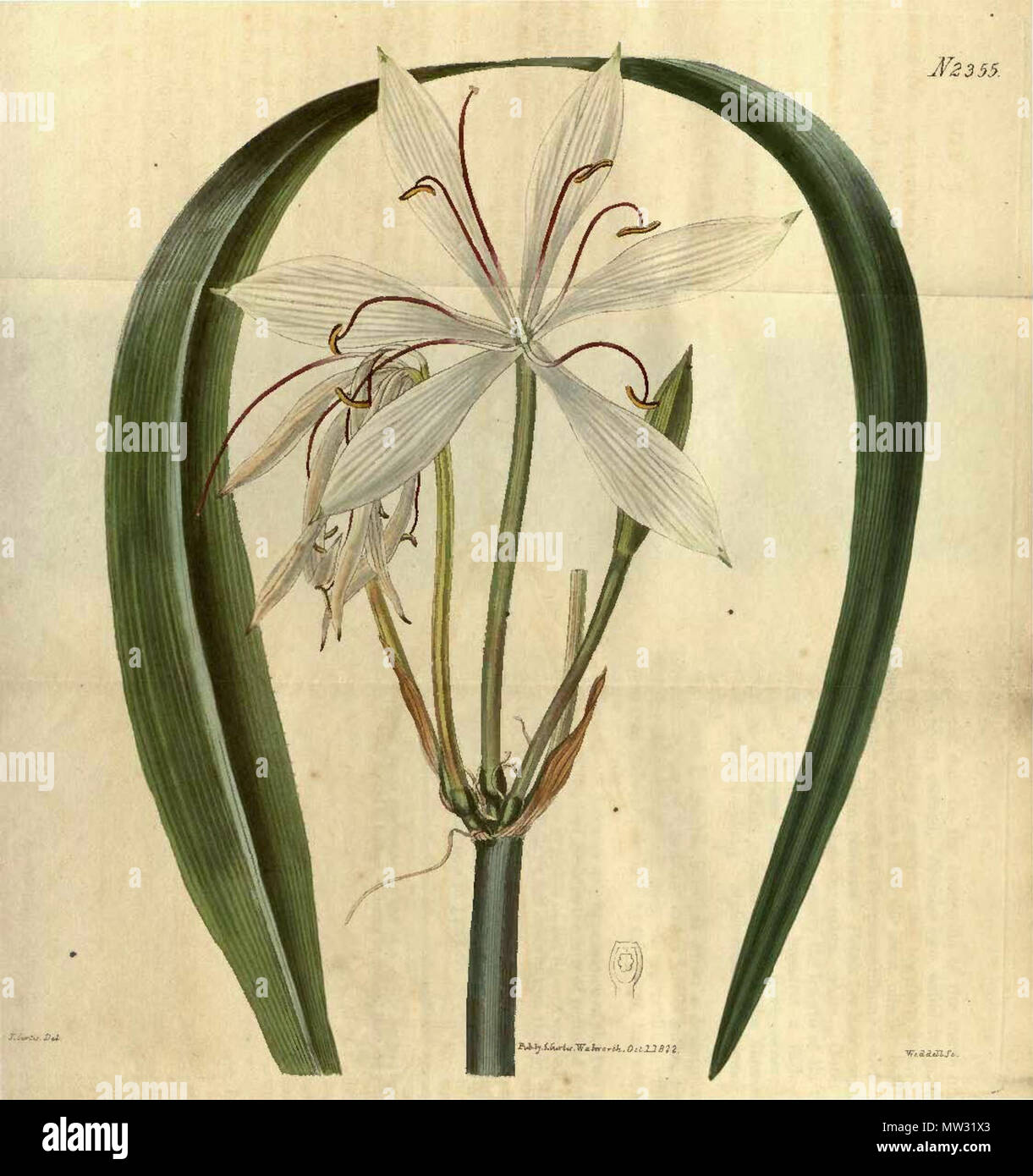 . Latina: Crinum arenarium . 1822. Curtis's Botanical Magazine 15 2355 Crinum arenarium Stock Photo