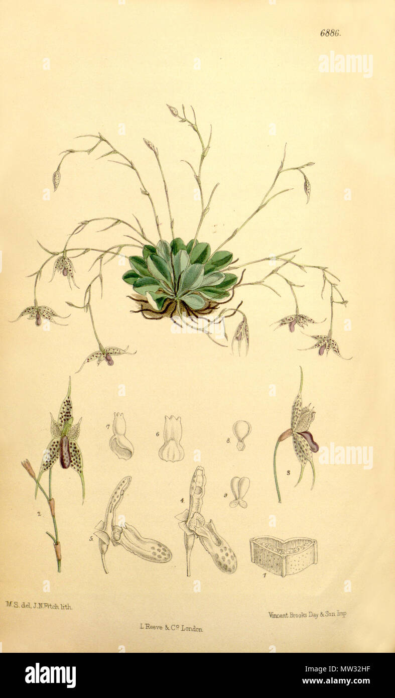 . Illustration of Specklinia aristata (as syn. Pleurothallis barberiana) . 1886. M. S. del. ( = Matilda Smith, 1854-1926), J. N. Fitch lith. ( = John Nugent Fitch, 1840–1927) . Description by Joseph Dalton Hooker (1817—1911) 568 Specklinia aristata (as Pleurothallis barberiana) - Curtis' 112 (Ser. 3 no. 42) pl. 6886 (1886) Stock Photo