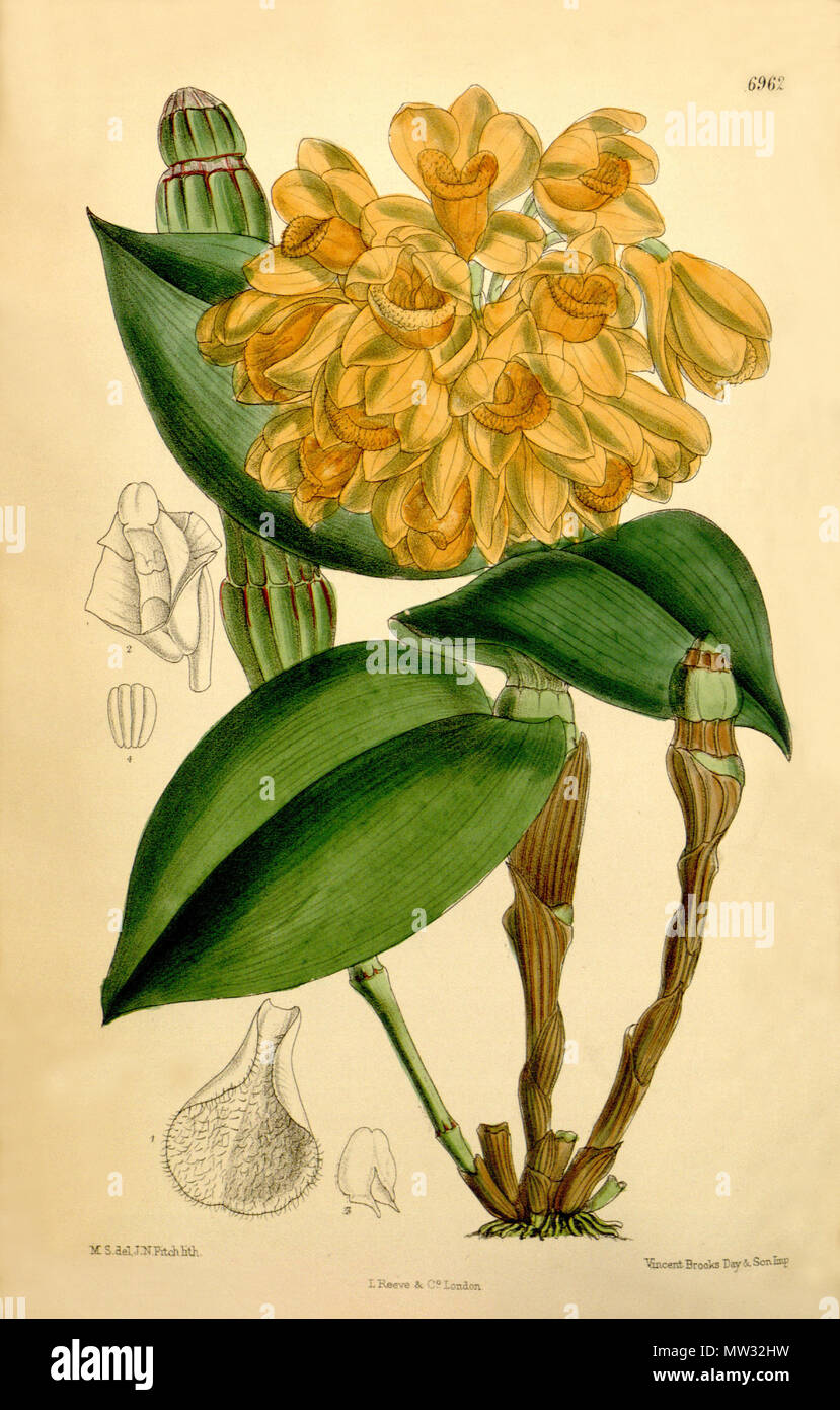 . Illustration of Dendrobium sulcatum . 1887. M. S. del. ( = Matilda Smith, 1854-1926), J. N. Fitch lith. ( = John Nugent Fitch, 1840–1927) . Description by Joseph Dalton Hooker (1817—1911) 158 Dendrobium sulcatum - Curtis' 113 (Ser. 3 no. 43) pl 6962 (1887) Stock Photo