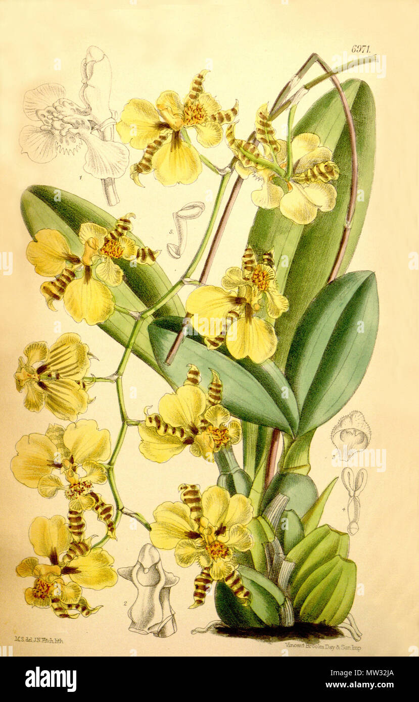 . Illustration of Oncidium micropogon . 1887. M. S. del. ( = Matilda Smith 1854-1926), J. N. Fitch lith. ( = John Nugent Fitch, 1840–1927) Joseph Dalton Hooker (1817-1911) ed. 456 Oncidium micropogon Stock Photo