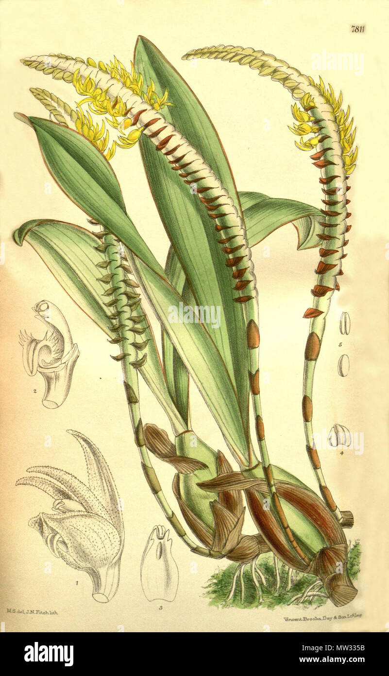 . Illustration of Bulbophyllum imbricatum (as syn. Megaclinium leucorhachis) . 1901. M. S. del. ( = Matilda Smith, 1854-1926), J. N. Fitch lith. ( = John Nugent Fitch, 1840–1927) Description by Joseph Dalton Hooker (1817—1911) 104 Bulbophyllum imbricatum (as Megaclinium leucorhachis) - Curtis' 127 (Ser. 3 no. 57) pl. 7811 (1901) Stock Photo