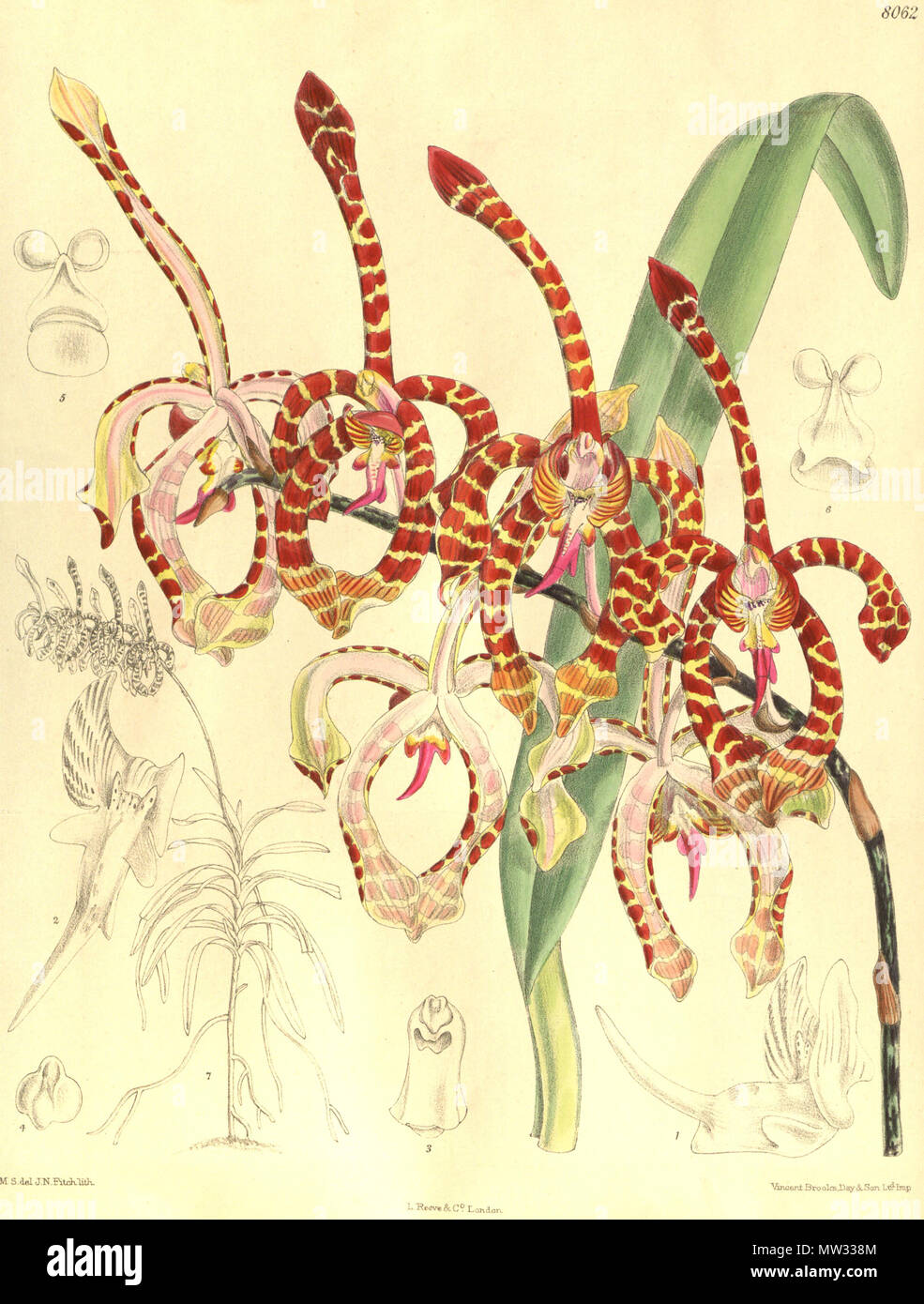 . Illustration of Arachnis annamensis (as syn. Arachnanthe annamensis) . 1906. M. S. del. ( = Matilda Smith, 1854-1926), J. N. Fitch lith. ( = John Nugent Fitch, 1840–1927) Description by R. A. Rolfe (1855–1921) 54 Arachnis annamensis (as Arachnanthe annamensis) - Curtis' 132 (Ser. 4 no. 2) pl. 8062 (1906) Stock Photo