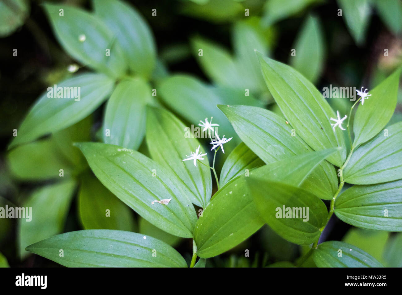 Close up of blooming star flower on false Solomon's seal. Stock Photo
