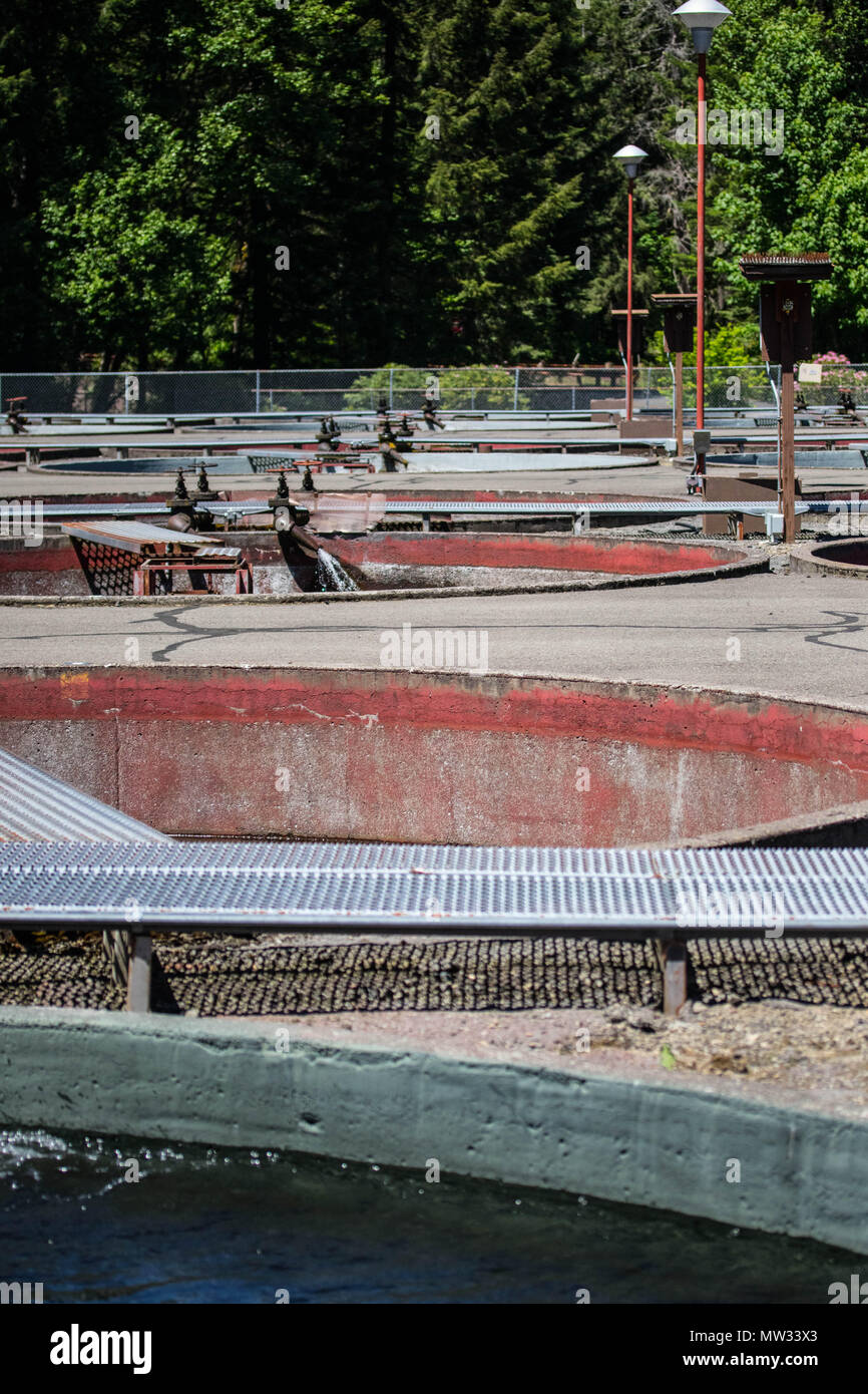 Stock tanks filled with young rainbow trout at the Marion Forks