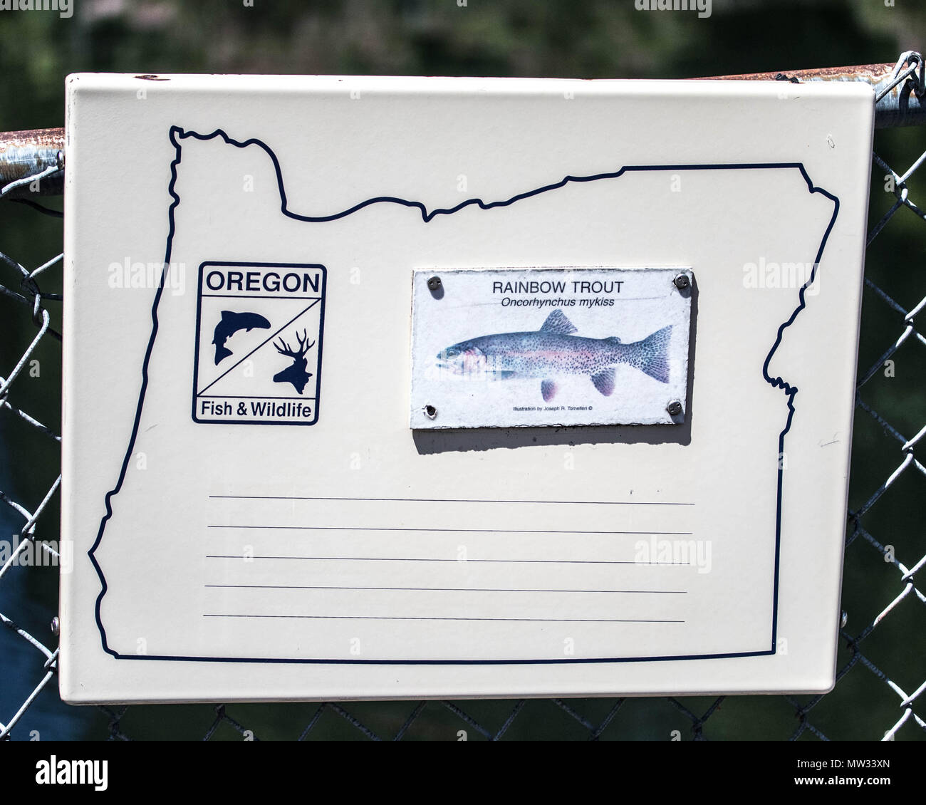 Escape to the Emerald Embrace: Your Guide to Oregon's Marion Forks Campground