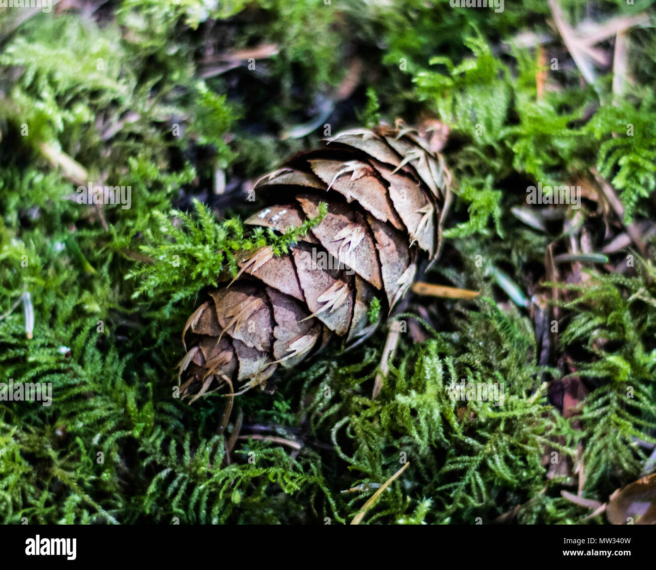 A Douglas fir cones sits on a bed of moss, atop a boulder, Marion Forks Campground, Oregon. Stock Photo
