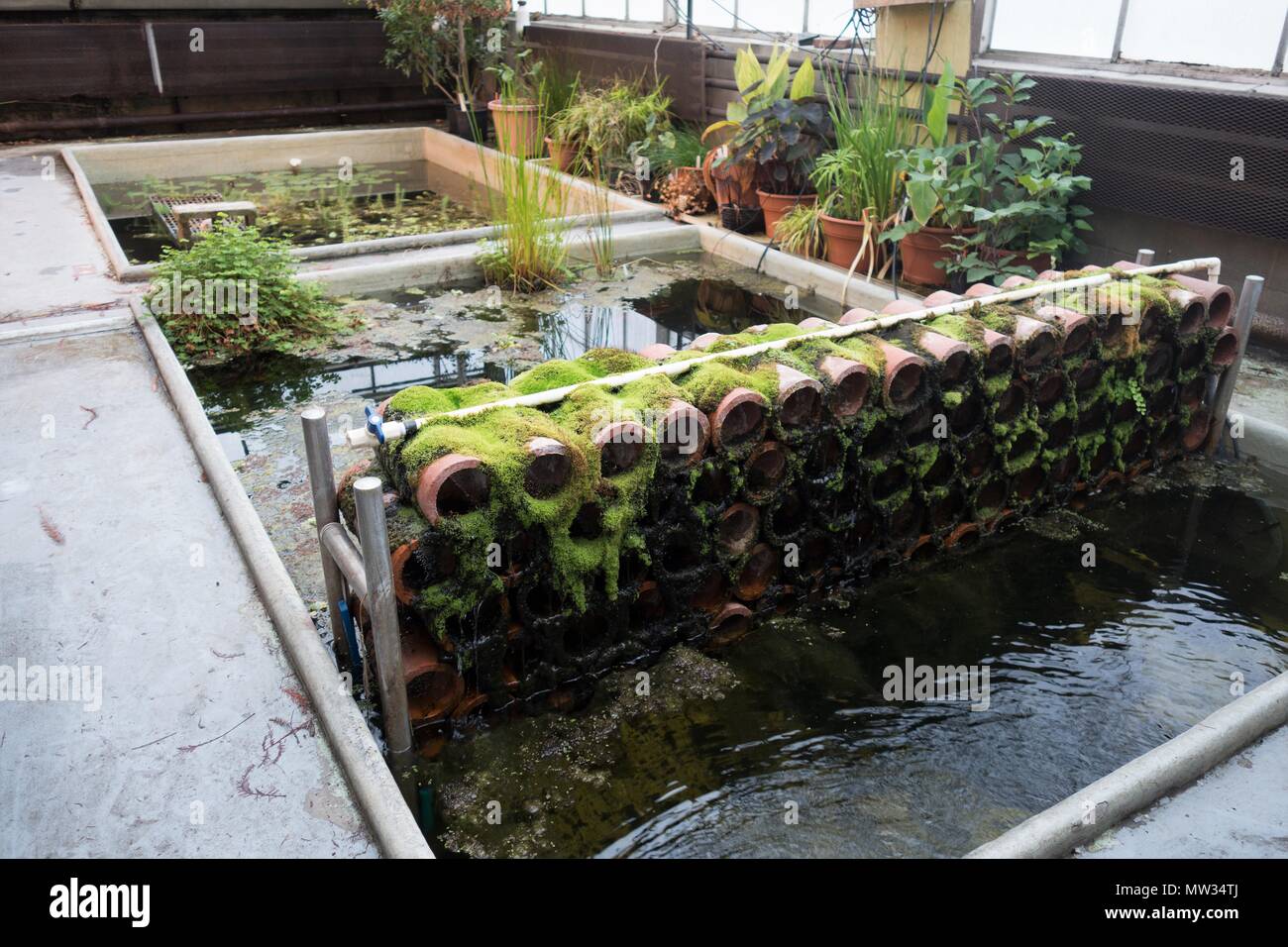 Water plants growing at the biological sciences greenhouse at the