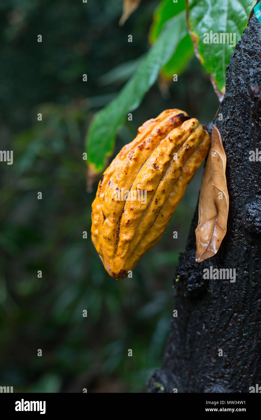 Seed pods hanging from a cacao tree. Stock Photo