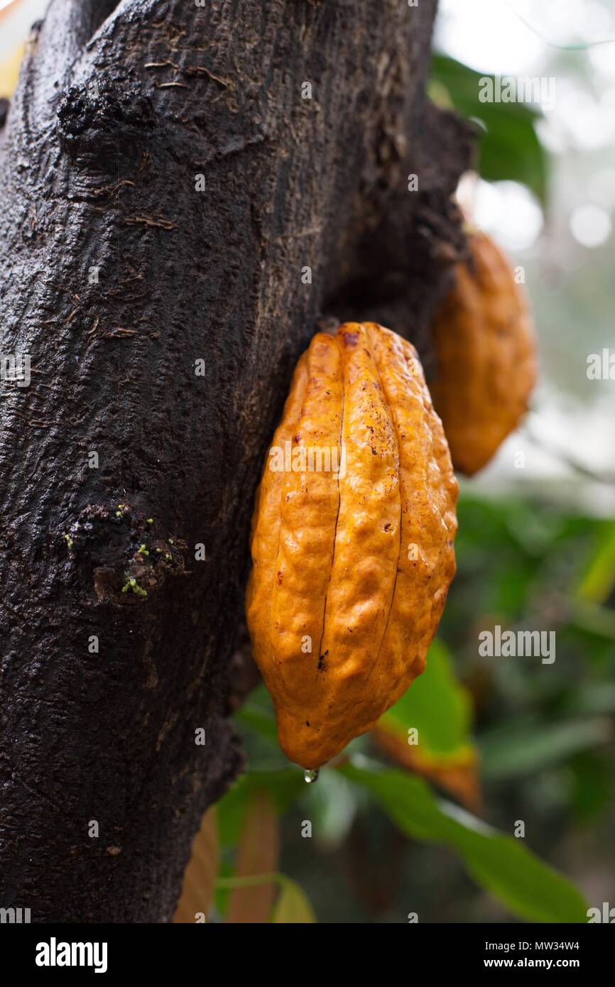 Seed pods hanging from a cacao tree. Stock Photo